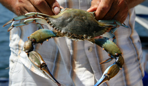 Invasive blue crabs are taking over the Mediterranean Sea