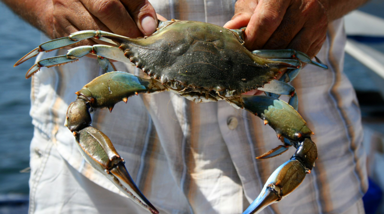 Invasive blue crabs are taking over the Mediterranean Sea