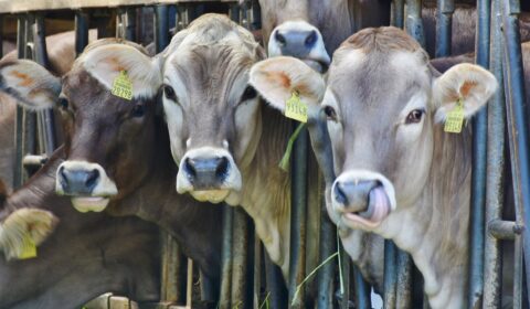 Cows in the UK could be given ‘methane blockers’ to cut emissions Cows in the UK could be given ‘methane blockers’ to cut emissions