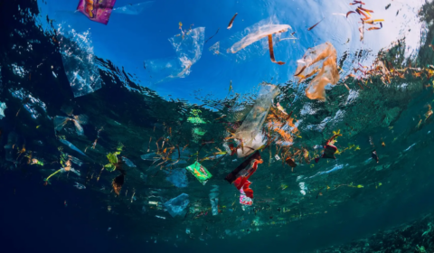 The Great Pacific Garbage Patch is now its own ecosystem