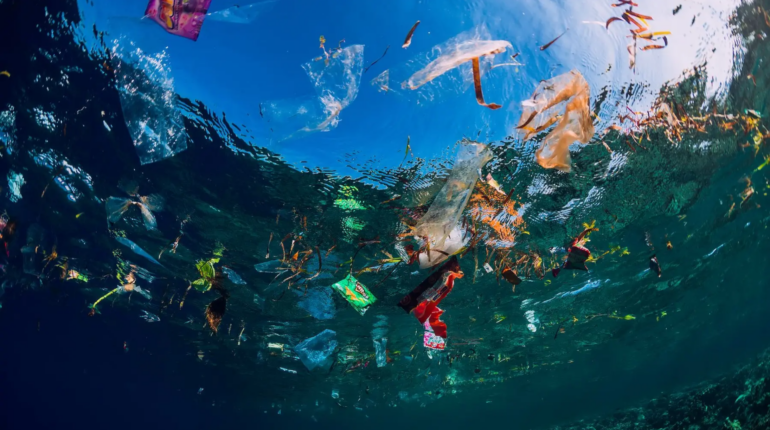 The Great Pacific Garbage Patch is now its own ecosystem