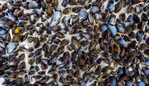 A shellfish-inspired solution could reduce textile dye pollution