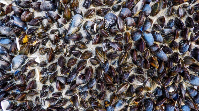 A shellfish-inspired solution could reduce textile dye pollution