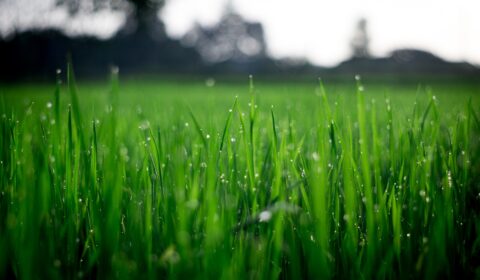 Researchers suggest council tax discount for those who garden sustainably Researchers suggest council tax discount for those who garden sustainably