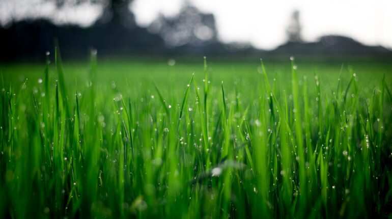 Researchers suggest council tax discount for those who garden sustainably
