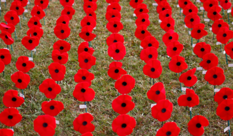 Paper pins to replace traditional Remembrance Day poppies