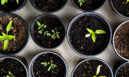 How should Gen Zers cultivate their own eco-friendly garden?