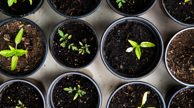 How should Gen Zers cultivate their own eco-friendly garden?