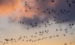 Intensive farming is the primary driver of bird decline in Europe