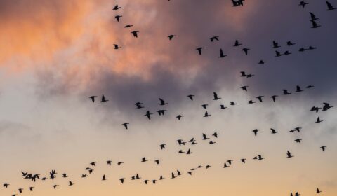 Intensive farming is the primary driver of bird decline in Europe