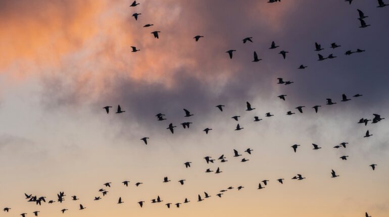 Intensive farming is the primary driver of bird decline in Europe