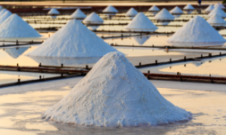 Salted crops can provide cost-effective carbon capture say researchers