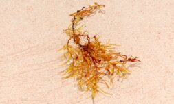 Ocean pollution is boosting Sargassum seaweed in the Atlantic