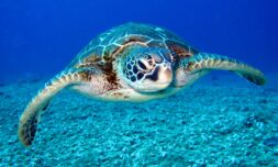 Panama gives sea turtles legal rights and protection