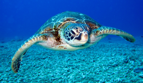 Panama gives sea turtles legal rights and protection