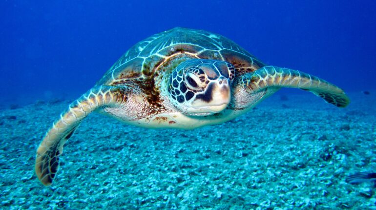 Panama gives sea turtles legal rights and protection