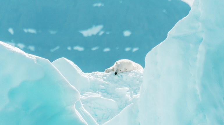How are political disputes shaping the Arctic’s future?