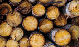 Deforestation surges despite Cop26 pledge