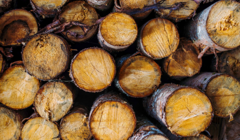 Deforestation surges despite Cop26 pledge Deforestation surges despite Cop26 pledge