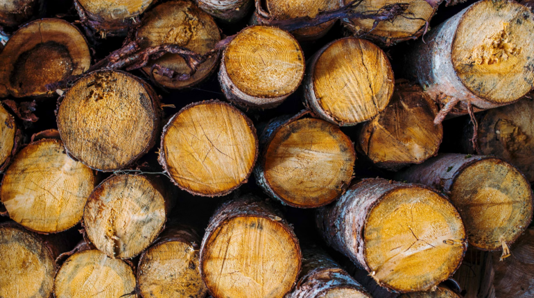 Deforestation surges despite Cop26 pledge