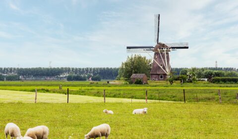 What is the Dutch nitrogen crisis?