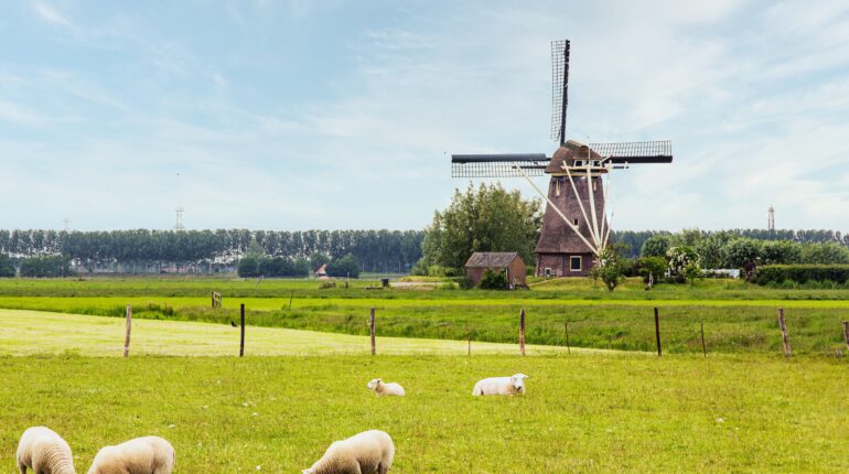 What is the Dutch nitrogen crisis?