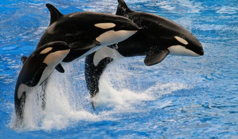 What’s behind the recent ‘orca uprising’? What’s behind the recent ‘orca uprising’?