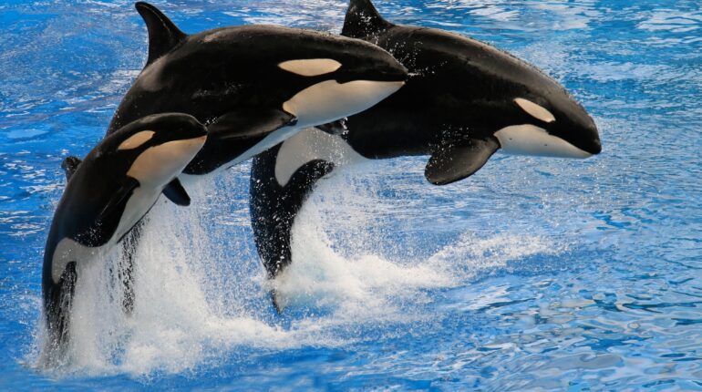 What’s behind the recent ‘orca uprising’?