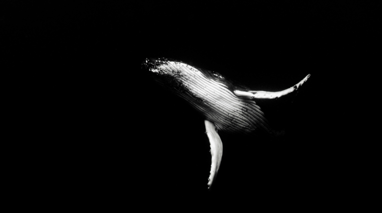 How changing social views are ending whaling practices globally
