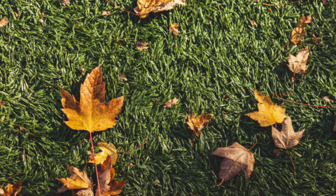 Artificial grass a huge contributor to marine plastic pollution crisis Artificial grass a huge contributor to marine plastic pollution crisis