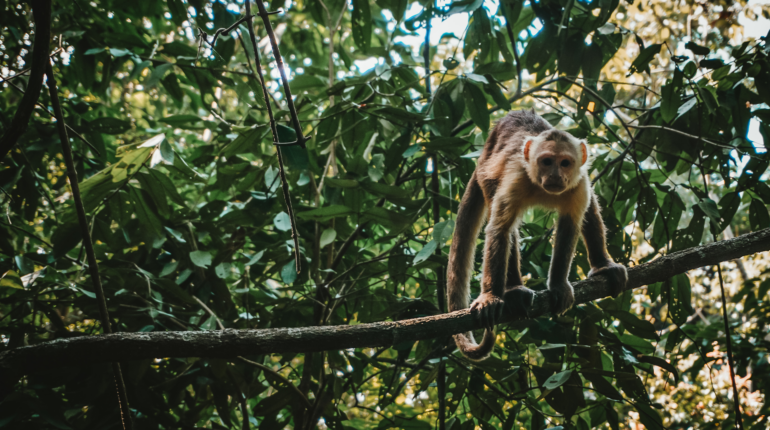 Amazon summit brings attention to the rainforest’s future