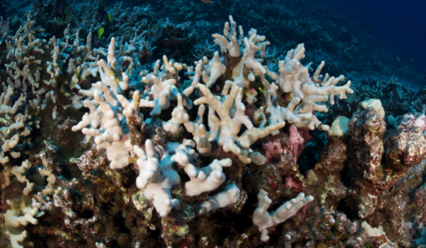 Scientists are scrambling to save Florida’s dying coral reefs