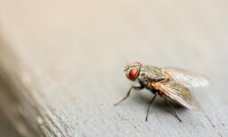 Scientists turn dead flies into biodegradable plastic