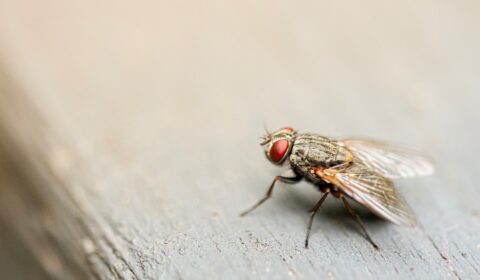 Scientists turn dead flies into biodegradable plastic