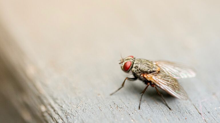 Scientists turn dead flies into biodegradable plastic