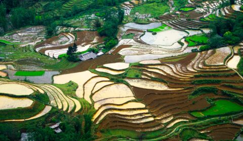 What will be the impact of India’s rice-export ban? What will be the impact of India’s rice-export ban?