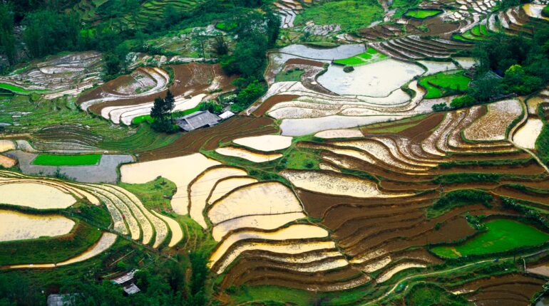 What will be the impact of India’s rice-export ban?