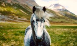 Spain harnesses the power of horses to tackle uncontrollable wildfires