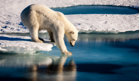 How polar bears became a controversial symbol of the climate crisis