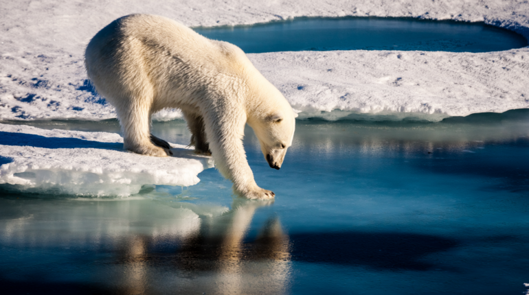 How polar bears became a controversial symbol of the climate crisis