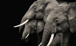 Climate change is decimating Zimbabwe’s elephant population