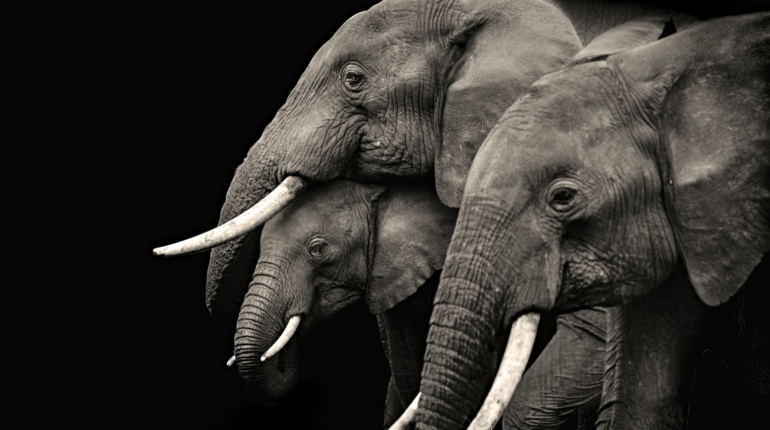 Climate change is decimating Zimbabwe’s elephant population