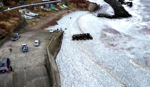 What caused 1,200 tons of fish to wash up on Japan’s shores?