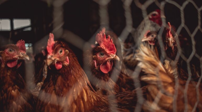 UN says a ‘demitarian’ diet is better for the planet than veganism