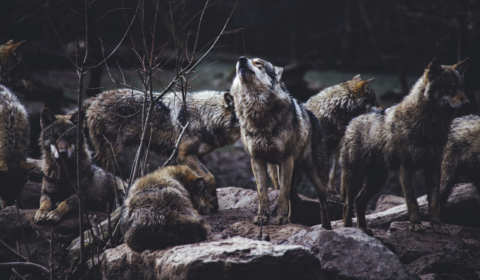 EU Commission reintroduces wolf hunting following farmer pressure