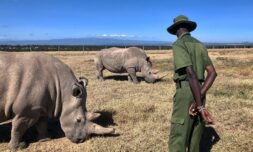 World’s first IVF rhino pregnancy could save species