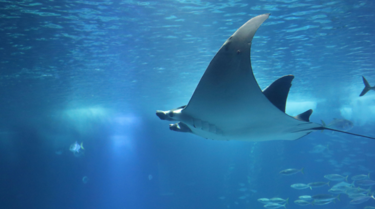 Human activity is pushing most migratory species to the brink of extinction