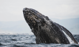 Gray whale sighted 200 years after believed Atlantic extinction