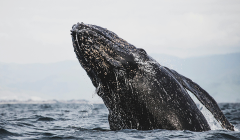 Gray whale sighted 200 years after believed Atlantic extinction