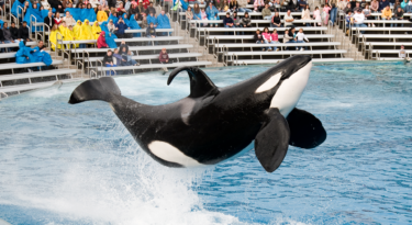 A deep dive into the fight to end whale captivity